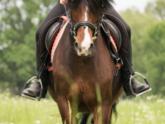 Buy the right riding equipment online