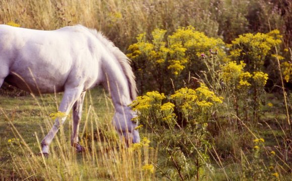 British horse riders are being