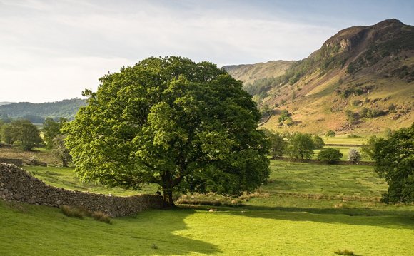 Cumbrian Heavy Horses Horse