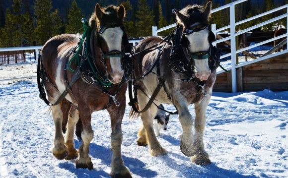 Clydesdale Horses sleigh ride