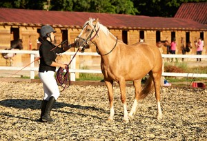 adult lunge lessons