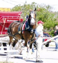 Budweiser Clydesdales horses