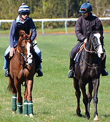 California Chrome Adjusting to Newmarket