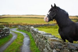 Enjoy the English countryside astride a native saddle horse on point-to-point ride.