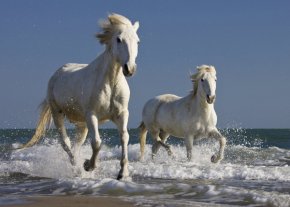 reputation for Horseback Riding in France