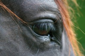 Horse eye