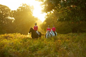 horse driving for adults