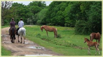 Horse riding in New Forest