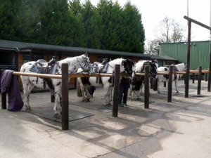 horseback riding Stables