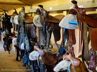 Horse saddle choice