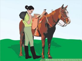 Image titled select the right variety of Horse available Step 1