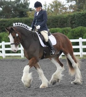 Loch Crean Gharsun Owned and ridden by Nicola browse