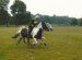 Horse riding Northumberland