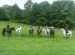 Horse Riding, Yorkshire Dales