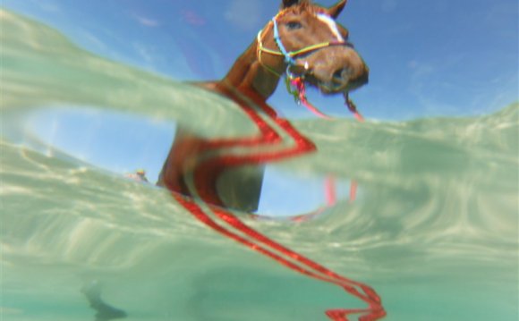Beach Horse Rides