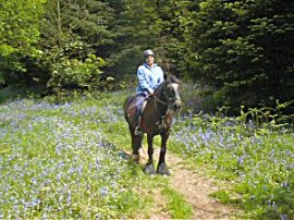 operating among the bluebells within the woods in-may