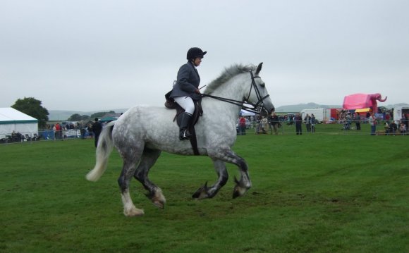 Shire Horse riding