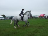 Shire Horse riding