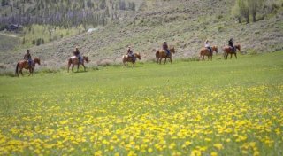 trail-ride-dandelions