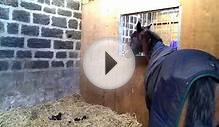 Ellie & Tilly Rescued Horses | Leeds, West Yorkshire