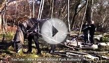 Giant Shire horses at work in New Forest