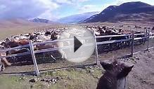 Herding horses through Laxárdalur valley in North West