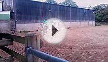 Horse Riding