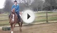 Horse riding in Hyde Park London (1)