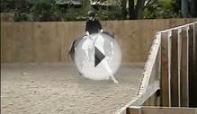 Horse Riding Lessons in the outdoor arena