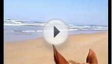 Horse Riding On The Beach.wmv