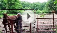 How To Get Your Horse In & Out of Paddock