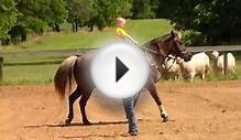 Learning to ride a horse western style, Nick and Rodger 6