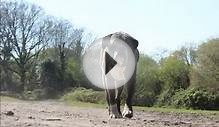 Studland Riding Stables