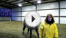 Tuckerby under saddle - riding Shire cross draft horse