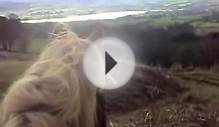 Welsh cob Blondie looks out over Llangorse Lake (Horse Riding)